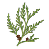 Cedar